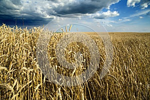 Ripe wheat field over blue sky.