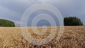 Ripe wheat field and rain clouds motion, time lapse