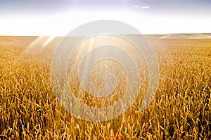 Ripe Wheat/Field of the Ripe Wheat in the SunsRays