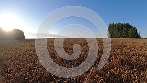 ripe wheat field and sunrise, time lapse