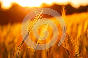 Ripe wheat on the field at sunset