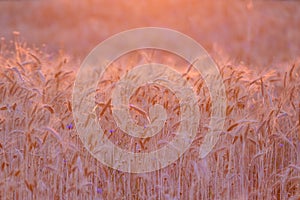 Ripe wheat field at sunset lit by golden sun rays. Wheat farm ready to be harvested. Agricultural background, copy space for text