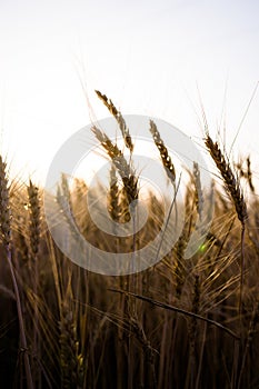 Ripe wheat field, wheat ears on the evening sky close up