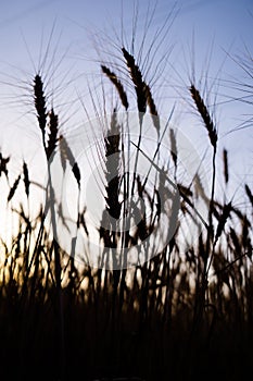 Ripe wheat field, wheat ears on the evening sky close up