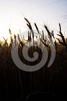 Ripe wheat field, wheat ears on the evening sky close up