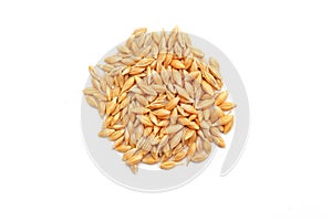 Ripe wheat grains isolated