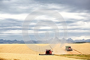 Ripe wheat in an Idaho farm field being harvested