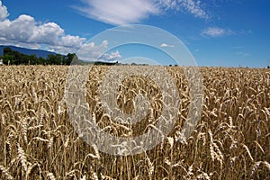 Ripe wheat landscape