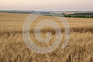 Ripe wheat landscape in the field.