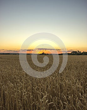 Ripe wheat landscape in the field.