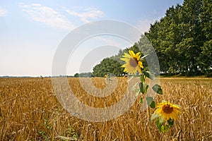 Ripe wheat landscape