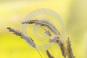 Ripe wheat macro