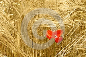 Ripe wheat and red poppy