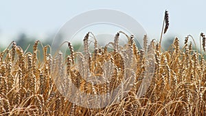 Ripe wheat spikelets on background of heat waves on hot summer day