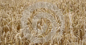 A ripe wheat spikelets are swaying in the wind in an Irish farmer\'s field. Wheat plant close-up. Ripe cereal crops