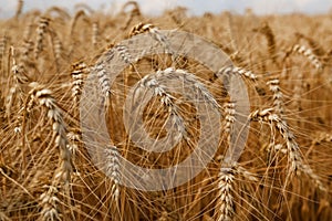 Ripe wheat spikes in agricultural field, closeup