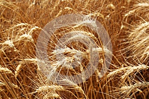 Ripe wheat spikes in agricultural field, closeup