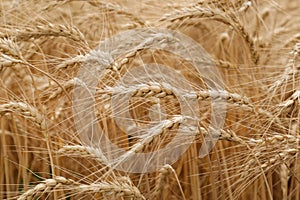 Ripe wheat spikes in agricultural field, closeup