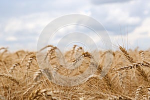 Ripe wheat spikes in agricultural field, closeup