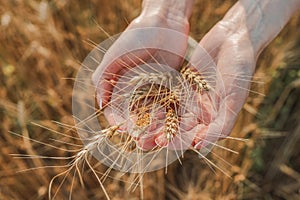 Ripe wheat spikes spikelets on a wheat field background, close-up. environmentally