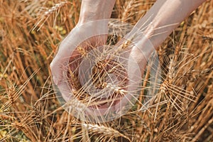 Ripe wheat spikes spikelets on a wheat field background, close-up. environmentally