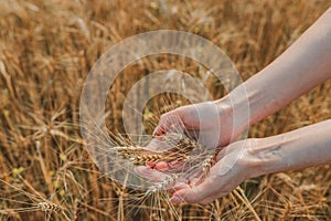 Ripe wheat spikes spikelets on a wheat field background, close-up. environmentally