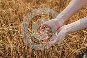 Ripe wheat spikes spikelets on a wheat field background, close-up. environmentally