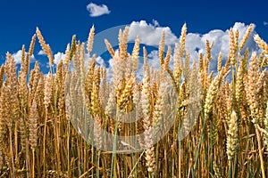 Ripe wheat stalks