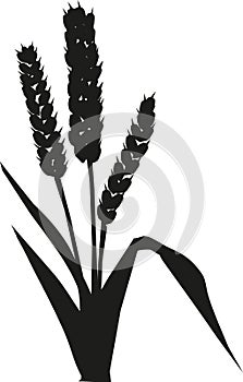 Ripe Wheat Stalks Silhouette