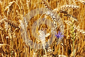 Ripe wheat and wildflower