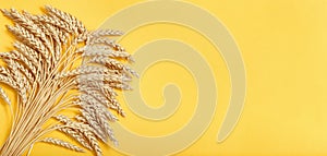 Ripe wheat on yellow paper background. Harvest time. Spike of wheat close up. Minimal flat lay with natural ears