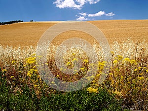 Ripe wheats with blue sky