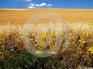 Ripe wheats with blue sky