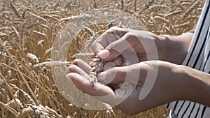 Ripe wheats, grain wheats check for ripeness