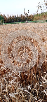 Ripe wheats plant sky tree landscape agriculture