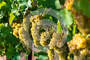 Ripe white Chardonnay grapes on vine