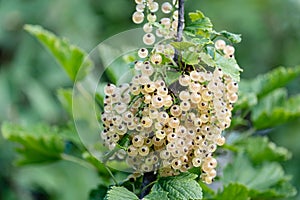 Ripe white currant berries on a branch, many ripe berries