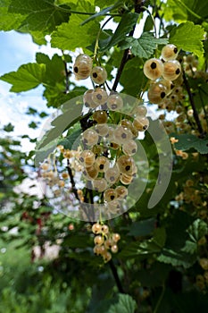 Ripe white currants in the garden.