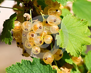 Ripe white currants