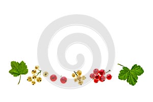 Ripe white currants and red-currants isolated on white background