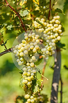 Ripe white grape cluster