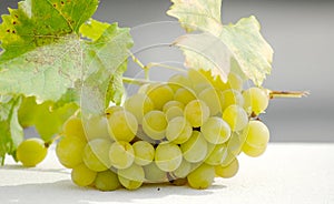 Ripe white grape on sunny day