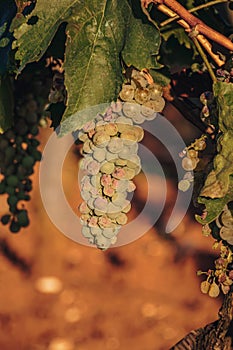 Ripe white grape on the vine ready to eat or harvest for wine Croatia