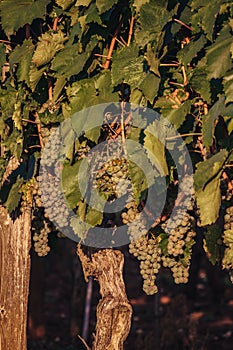 Ripe white grape on the vine ready to eat or harvest for wine Croatia