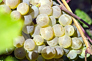 Ripe white grapes on a branch on a beautiful sunny day