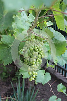 Ripe white grapes with green leaves. Homemade winemaking.