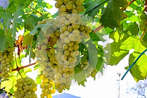 Ripe white grapes growing on vineyards in Campania, South of Italy used for making white wine