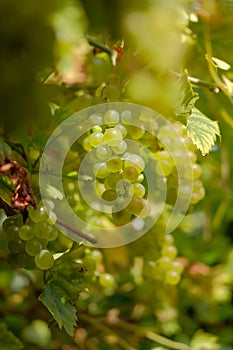 Ripe white grapes hanging in a bunch close up