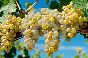 Ripe white grapes hanging on vine under blue sky