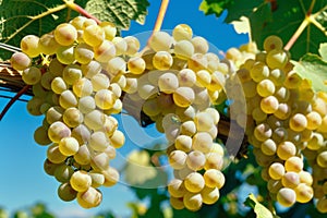 Ripe white grapes hanging on vines under sunny sky